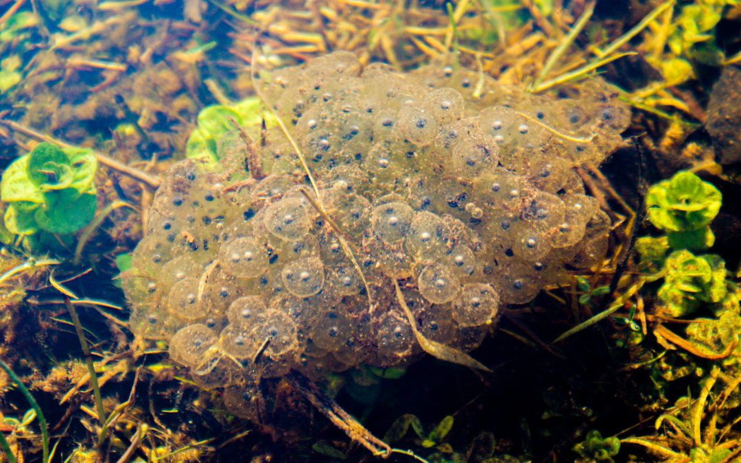 Suivis des pontes de grenouilles agiles dans les mares de Bon-Abri