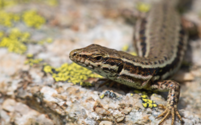 Le Lézard des murailles