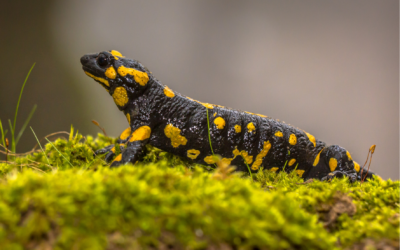 Protection des amphibiens de la Poterie : les différents scénarios