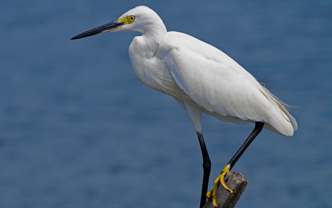 L’Aigrette garzette