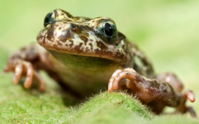 Les informations de l’Observatoire herpétologique de Bretagne