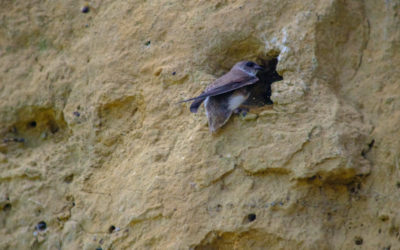 Reproduction de l’Hirondelle de rivage dans la baie de Saint-Brieuc