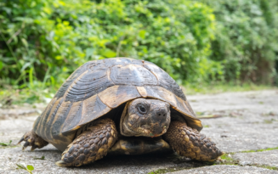 Signalons nos observations de reptiles exotiques