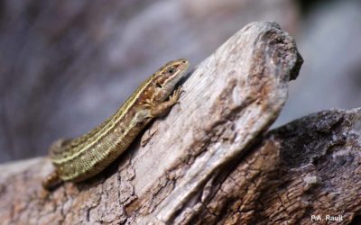 Le Lézard vivipare