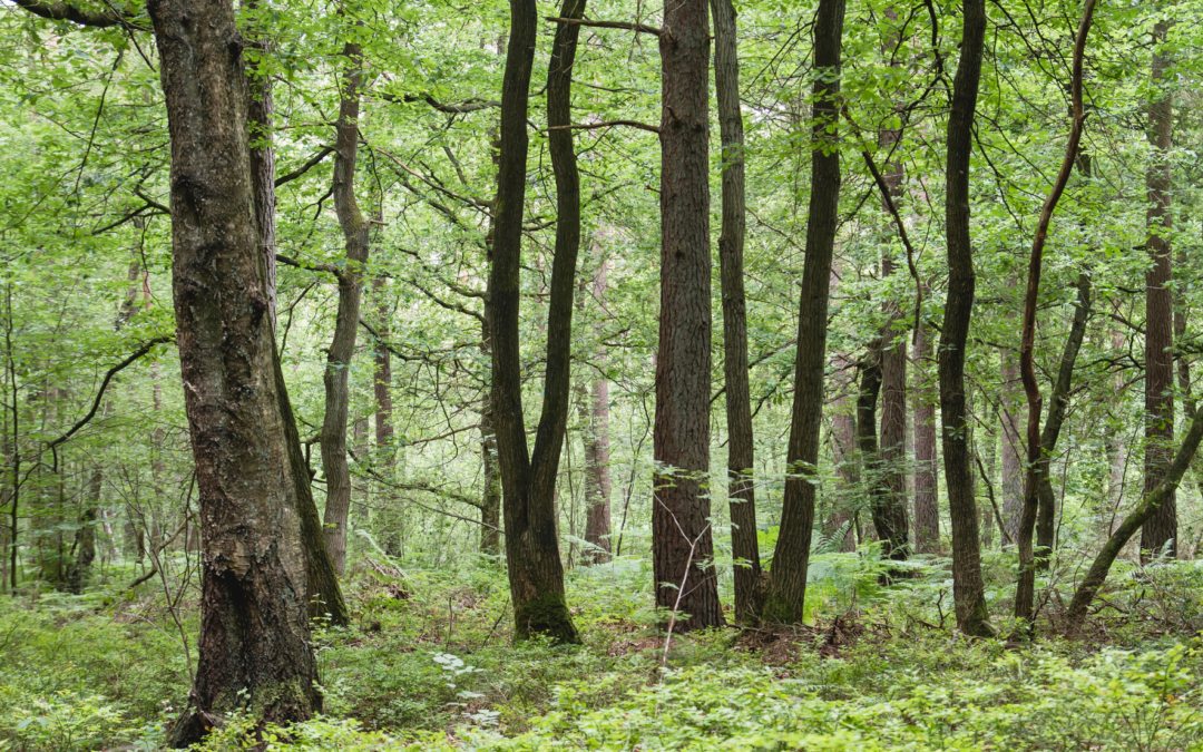Création d’un groupe de réflexion « arbre et forêt »