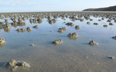 Reprise des dépôts des sédiments du port du Légué sur l’estran de la baie de Saint-Brieuc. VivArmor Nature réaffirme son opposition !