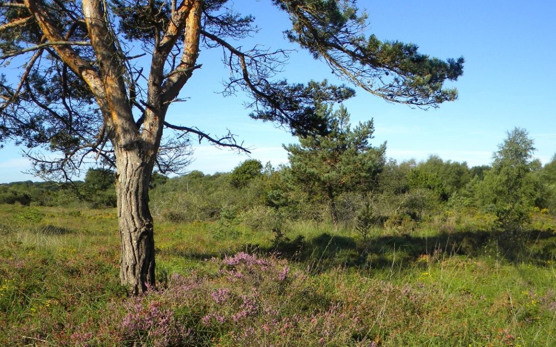 Les Landes de La Poterie sélectionnées  pour devenir Réserve Naturelle Régionale