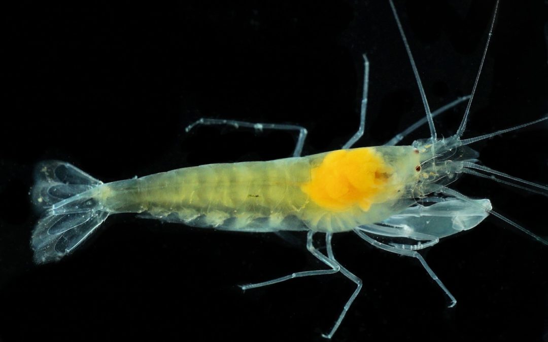 Une nouvelle crevette pour la France !