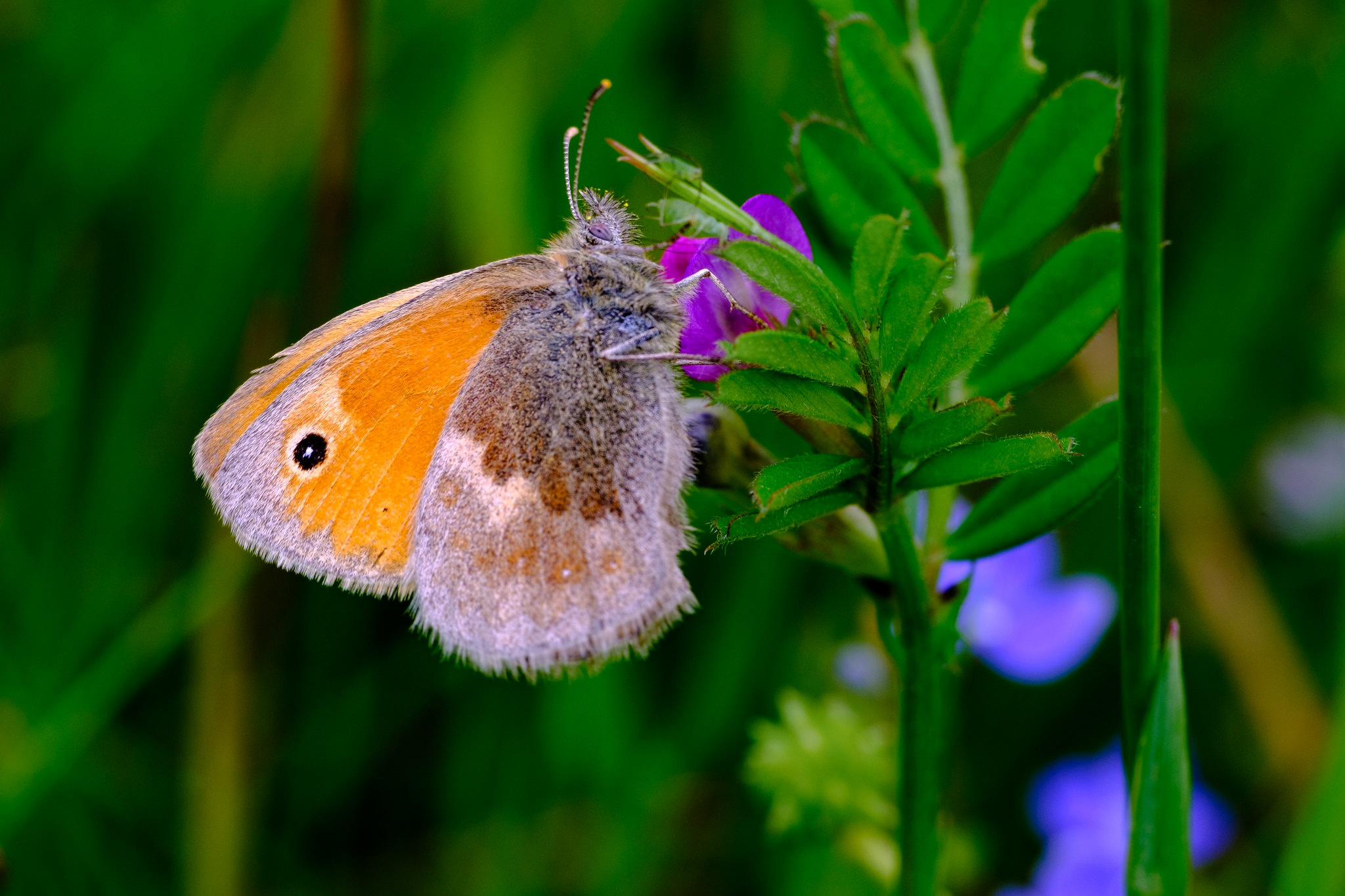 Université de la Nature : initiation à la reconnaissance des insectes