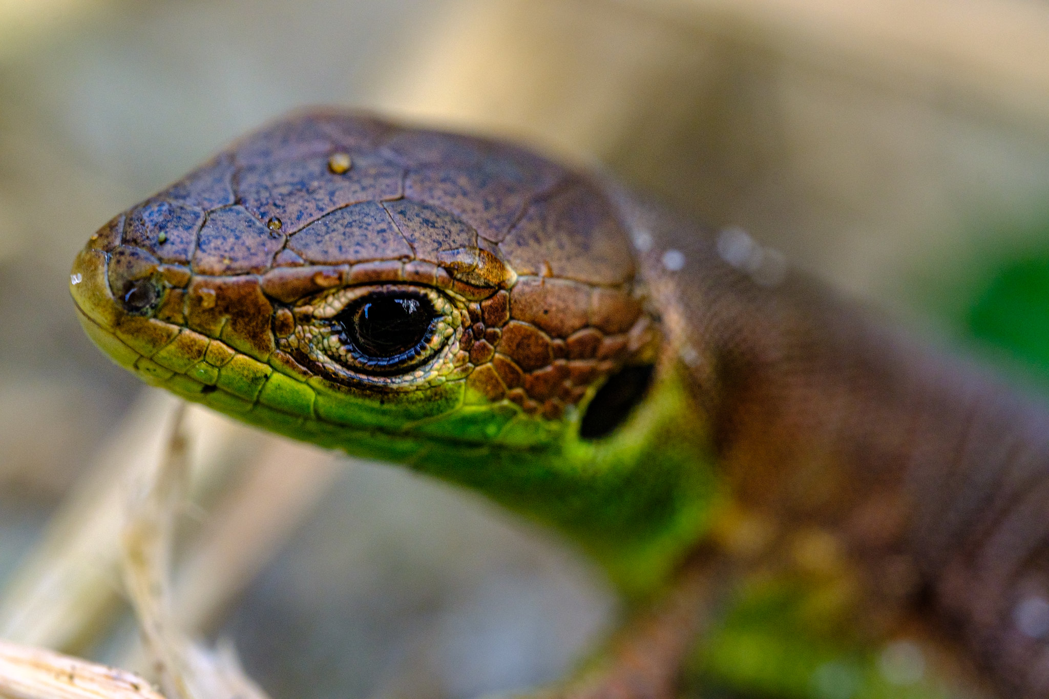 Université de la Nature : initiation à la reconnaissance des reptiles