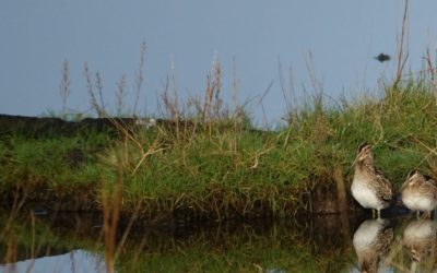 Wetlands 2022 : les oiseaux étaient au rendez vous !
