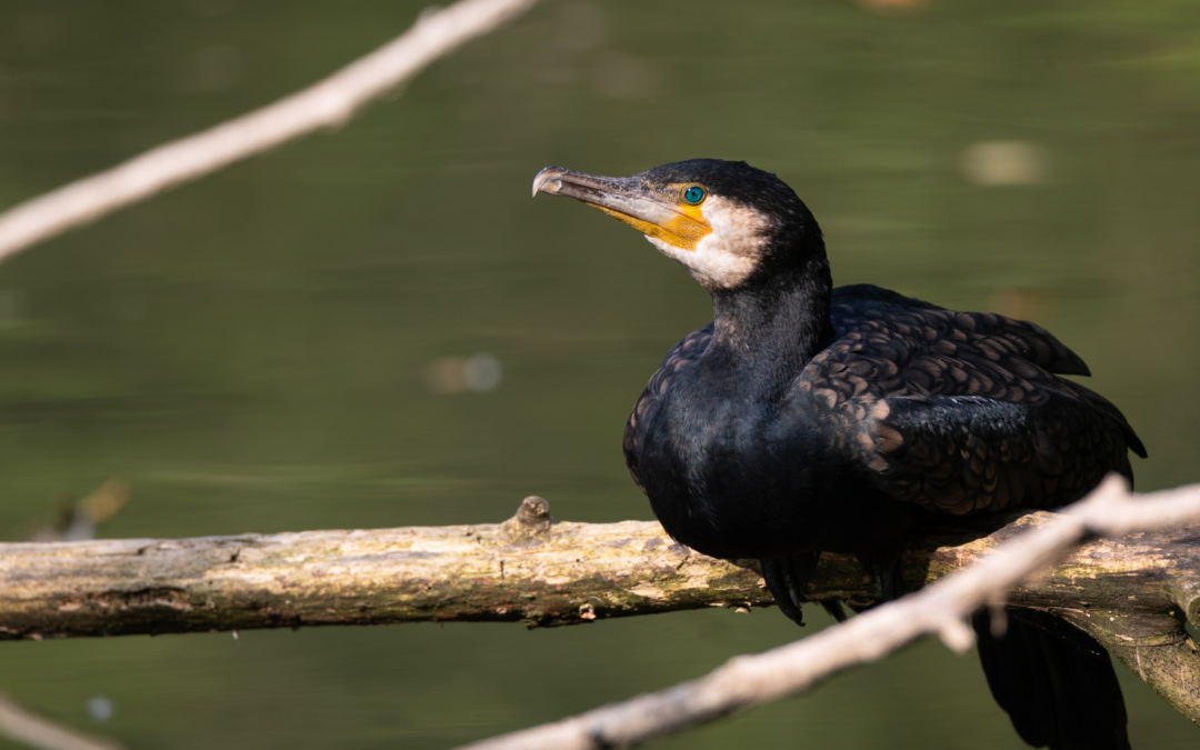 Non à la destruction de Grands Cormorans en Côtes d’Armor