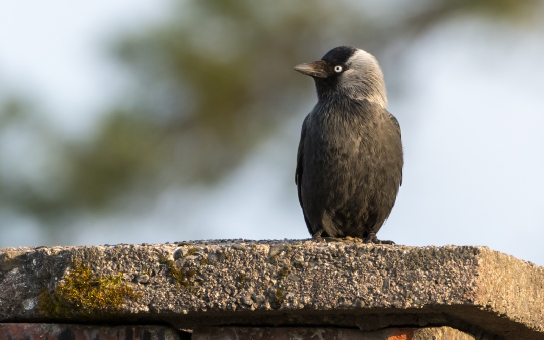 Participez à un projet de science participative sur le Choucas des tours