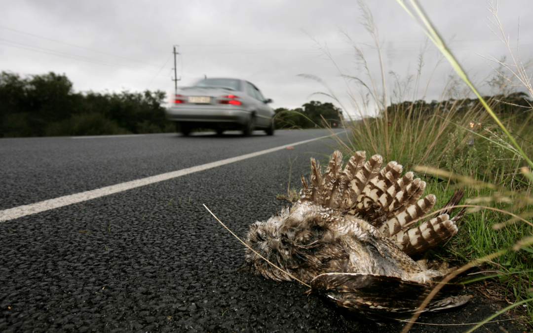 Du côté de la recherche :  Moins d’animaux tués sur les routes autrichiennes durant le confinement : effet observateurs ou baisse des collisions ?