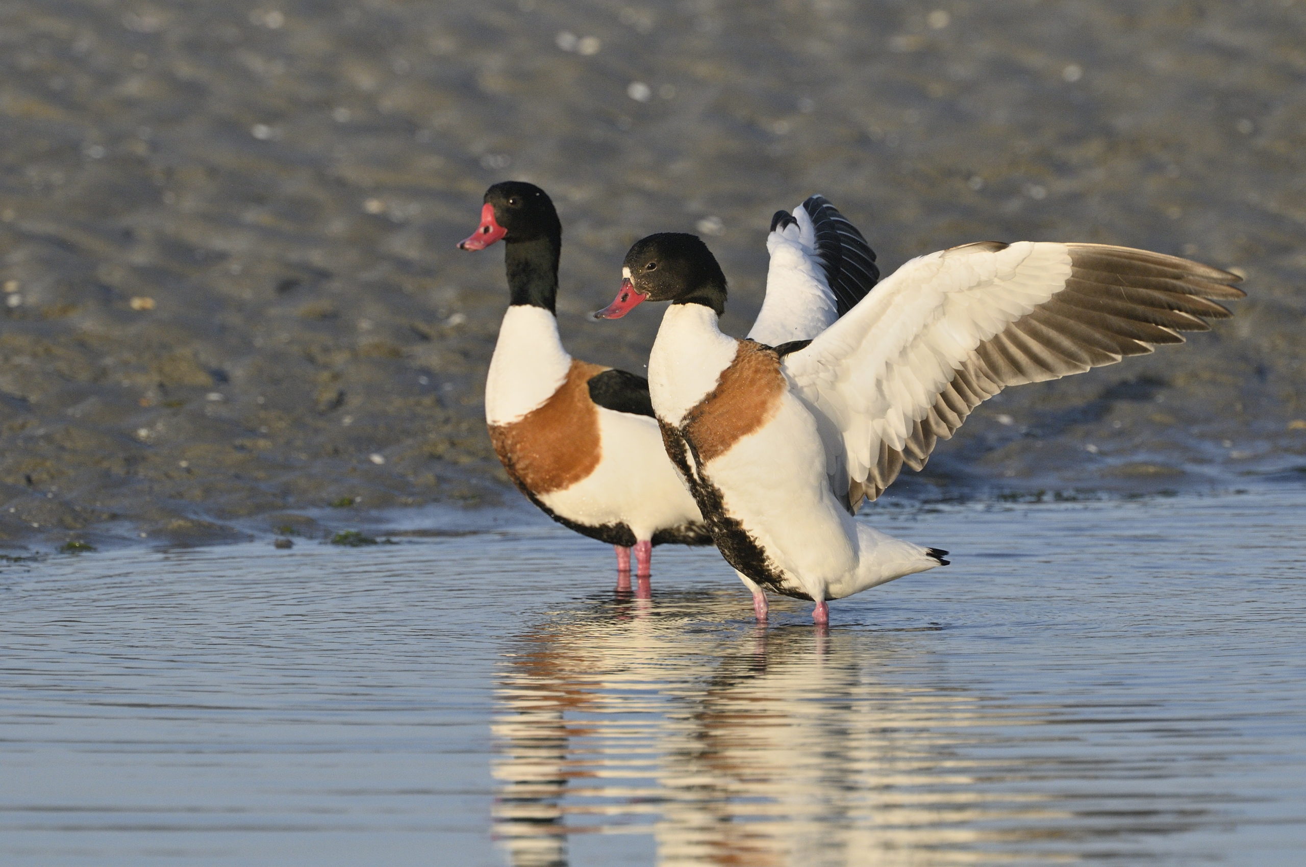 Comptage ornithologique en baie de Saint-Brieuc