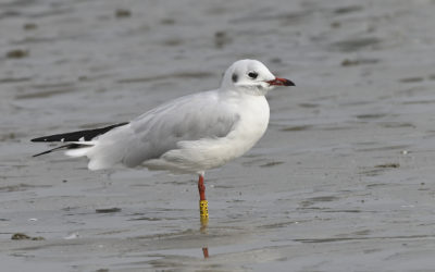 Transmettez vos lectures de bagues d’oiseaux !
