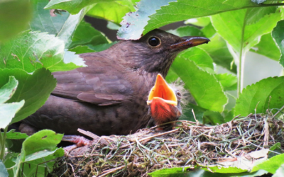 Protection des oiseaux : ne taillons pas les arbres et arbustes durant la belle saison !