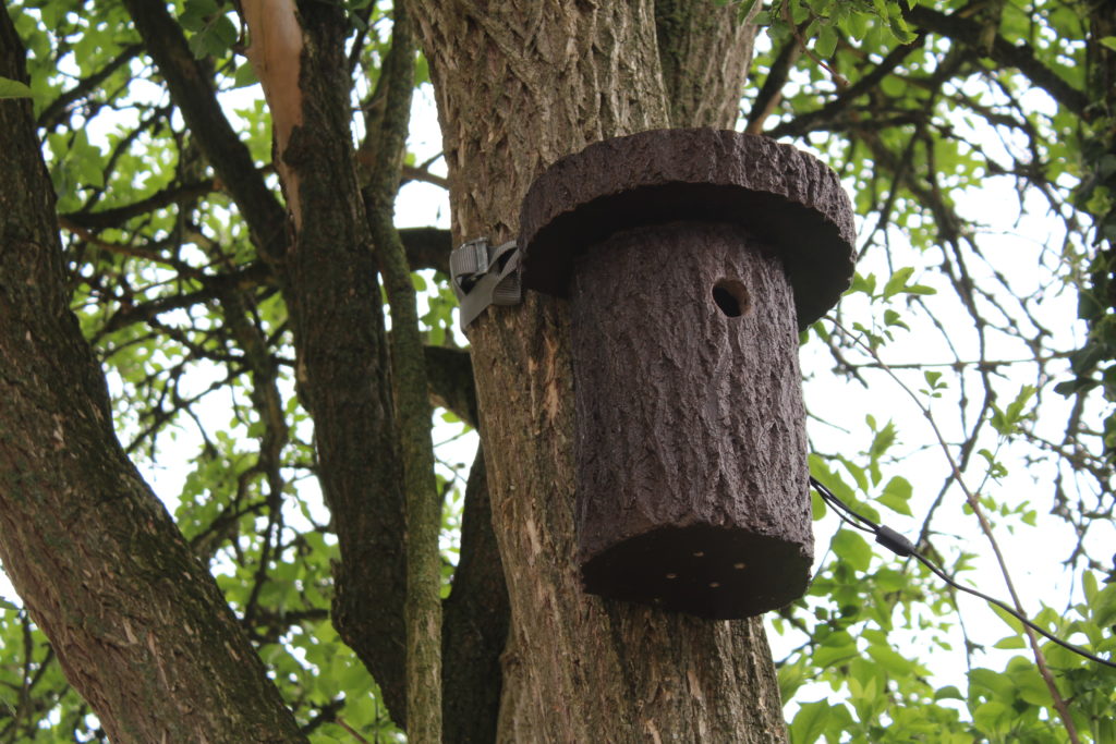 Découvrez l'intimité des Mésanges - VivArmor Nature