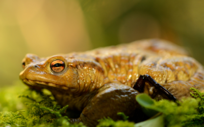 Du coté de la recherche : le Crapaud commun fréquente aussi les arbres !