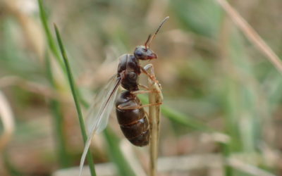 Participer à l’Enquête sur la Répartition des Fourmis Armoricaines en Côtes d’Armor