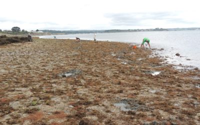 Formation des acteurs de la rade de Brest à la sensibilisation des pêcheurs à pied