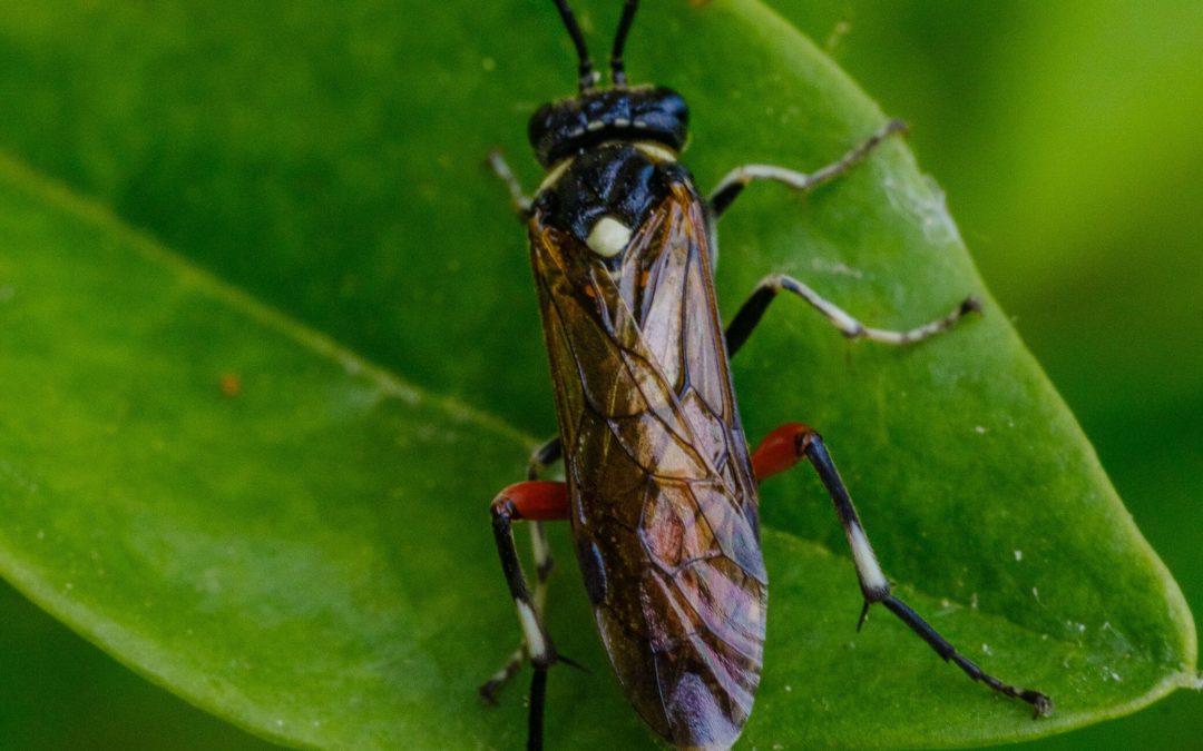 Une nouvelle espèce d’Hyménoptère à Bon Abri
