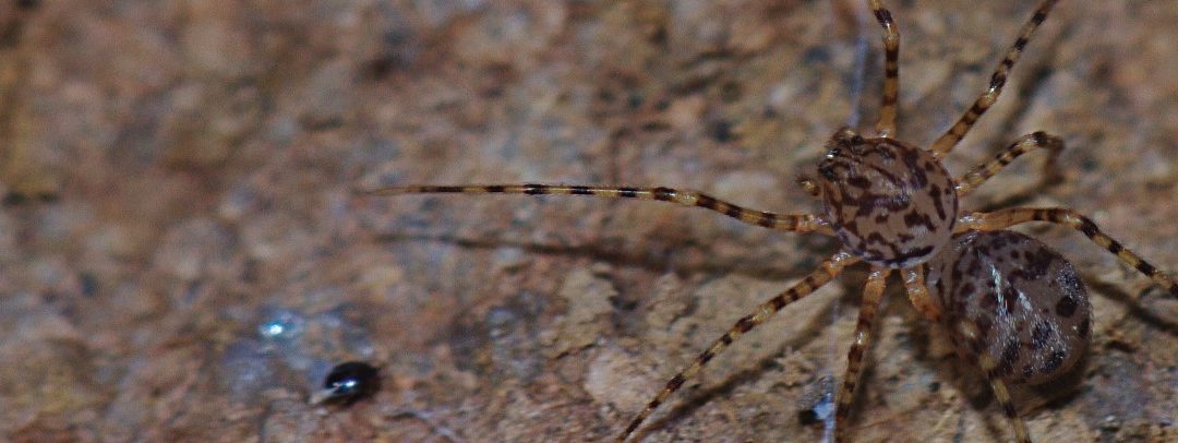 Une ressource sur les araignées de Bretagne