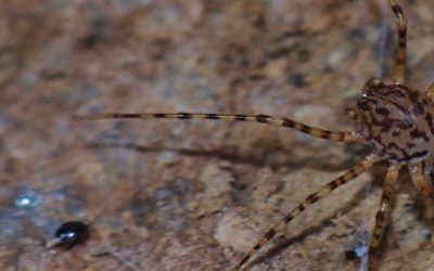 Une ressource sur les araignées de Bretagne