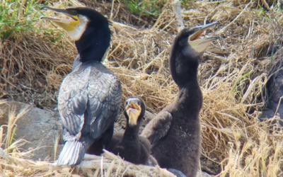 Réserve ornithologique du Verdelet : des poussins bien protégés et bien comptés