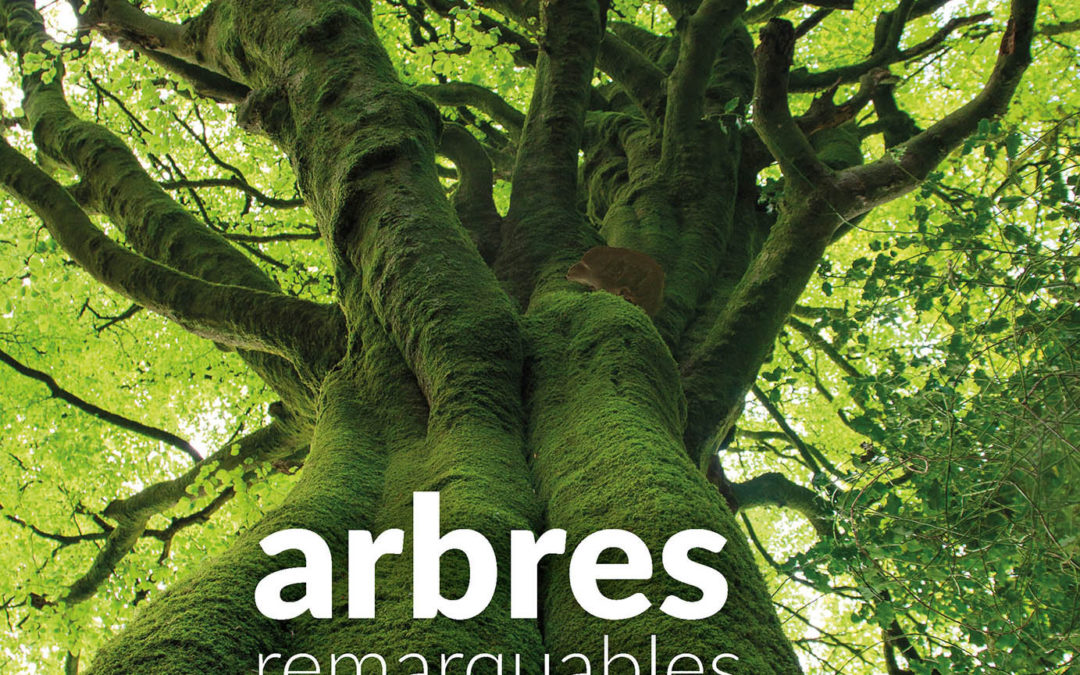 Sortie « A la découverte des arbres remarquables des Côtes d&rsquo;Armor »