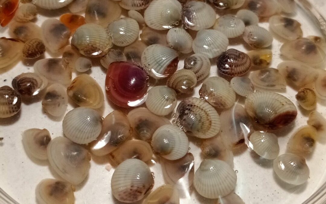 Evaluation du gisement de bivalves