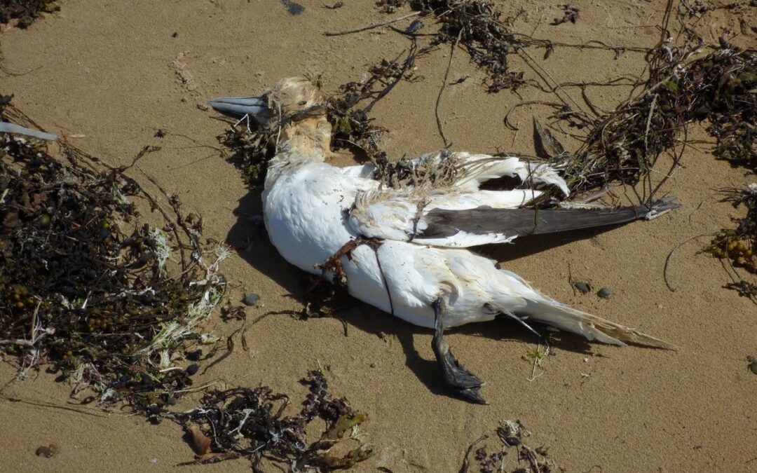 Grippe aviaire : les associations demandent des informations et mesures préventives