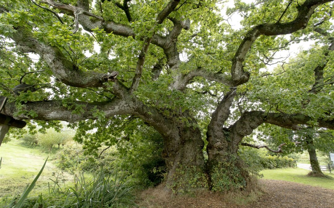 Arbres remarquables de Bretagne : devenez bénévole enquêteur