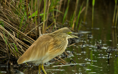 Une nouvelle espèce observée sur la Réserve naturelle de la baie de Saint-Brieuc