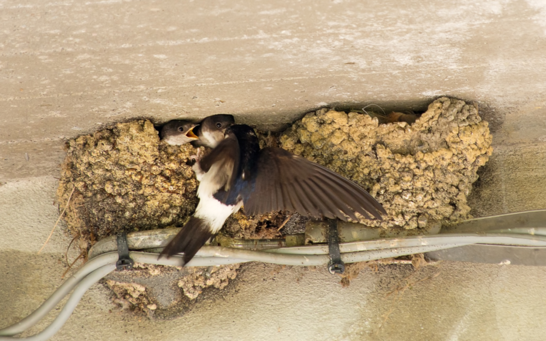 Comptages participatifs des nids d&rsquo;hirondelles et martinets