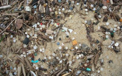 Pollution plastique des plages : la réaction des associations environnementales