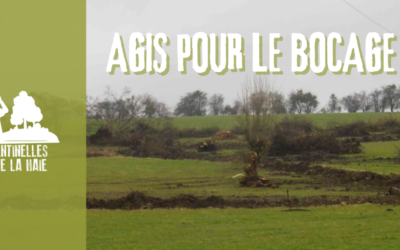 Pour défendre le bocage : Devenez Sentinelles de la Haie