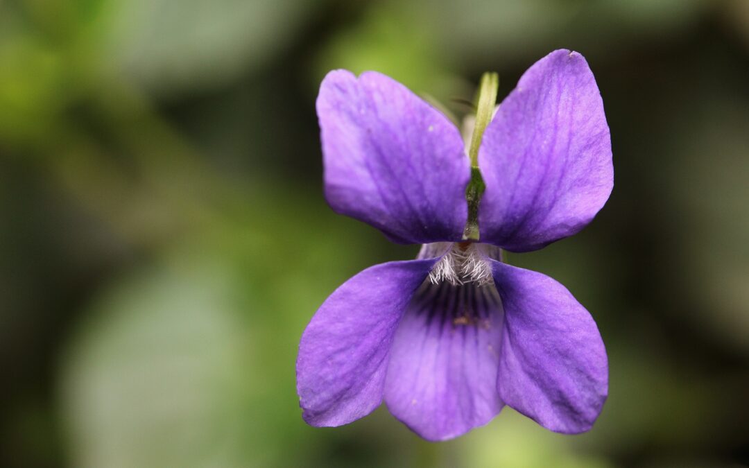 Université de la nature : initiation à la reconnaissance de la flore