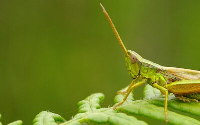 Atlas provisoire des orthoptères de Bretagne