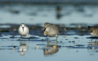 Réponse de VivArmor Nature à l’association « Sauvons la plage du Valais »