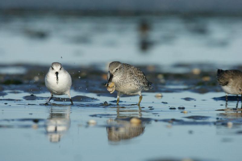 Réponse de VivArmor Nature à l’association « Sauvons la plage du Valais »