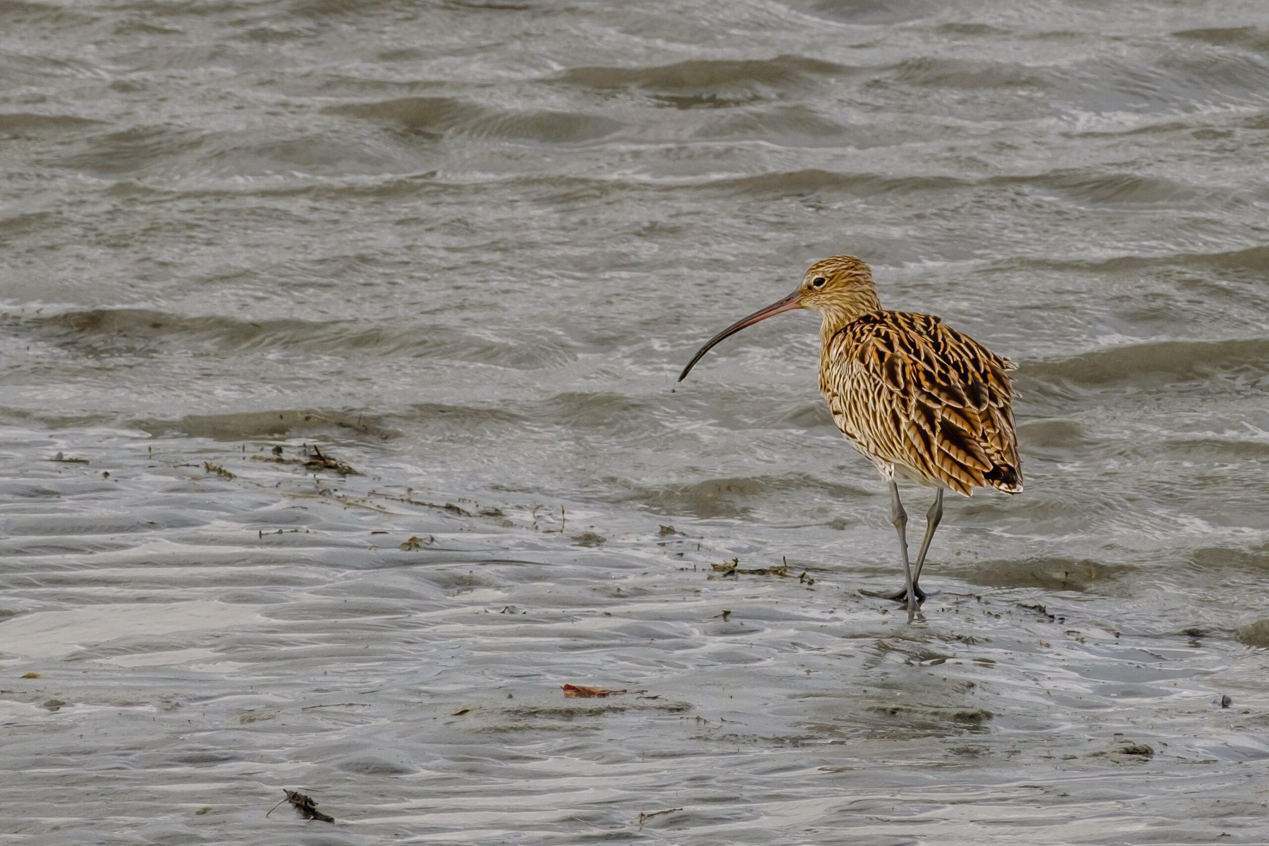 Comptage ornithologique en baie de Saint-Brieuc