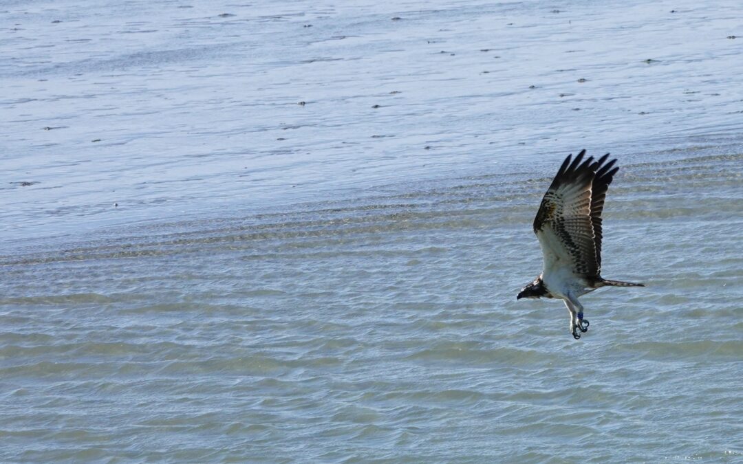 Ludo, le Balbuzard de la réserve naturelle de la baie de Saint-Brieuc