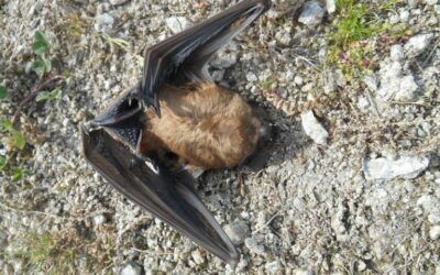 Parc éolien de la forêt de Lanouée : la défaillance de l’exploitant est reconnue par l’État !