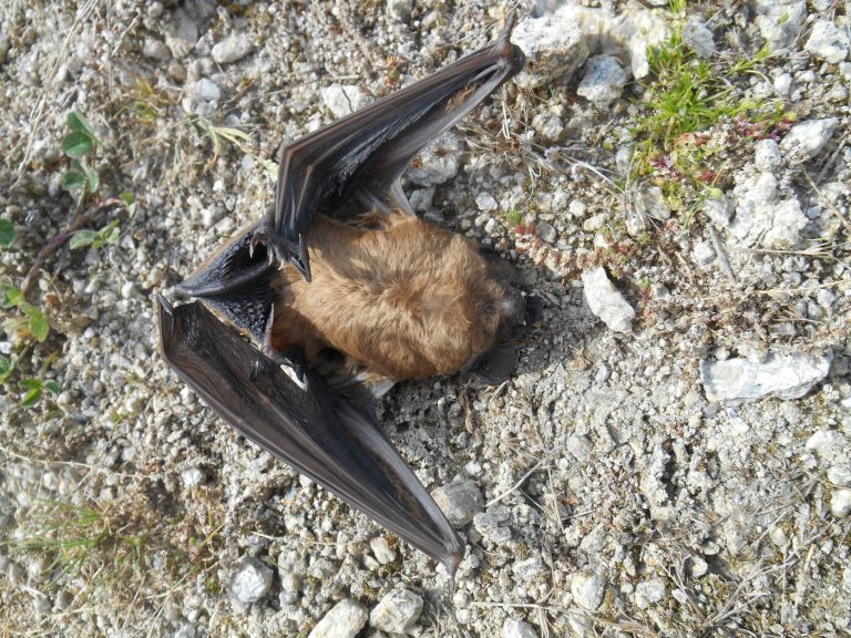 Mortalité massive de chauves-souris sous le parc éolien de la forêt de Lanouée
