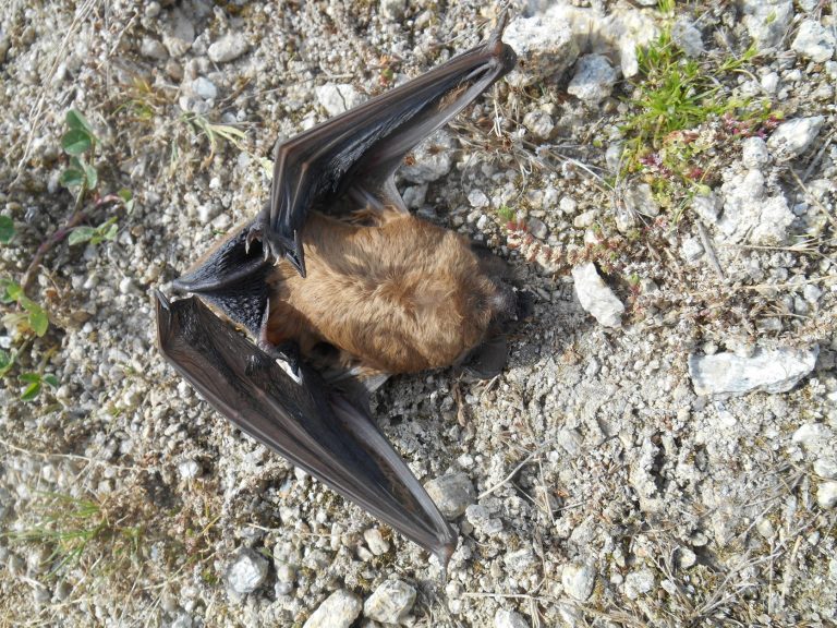 Parc éolien de la forêt de Lanouée : la défaillance de l’exploitant est reconnue par l’État !