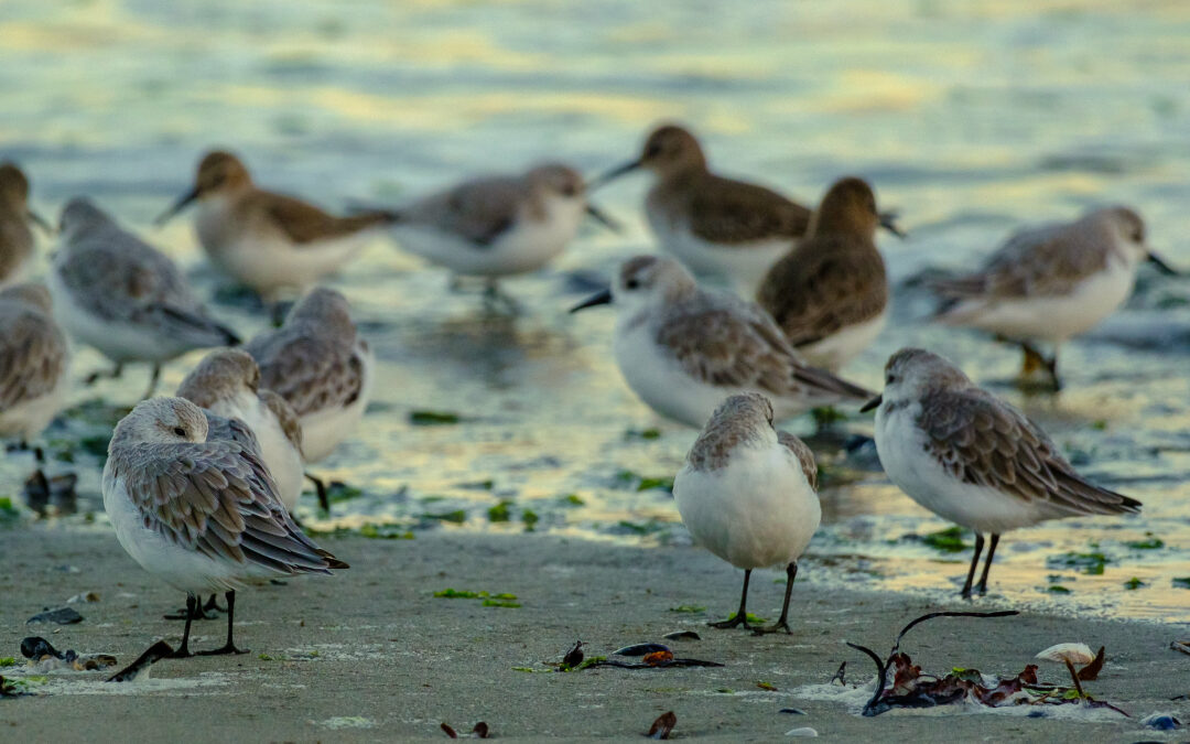 Comptage ornithologique en baie de Saint-Brieuc