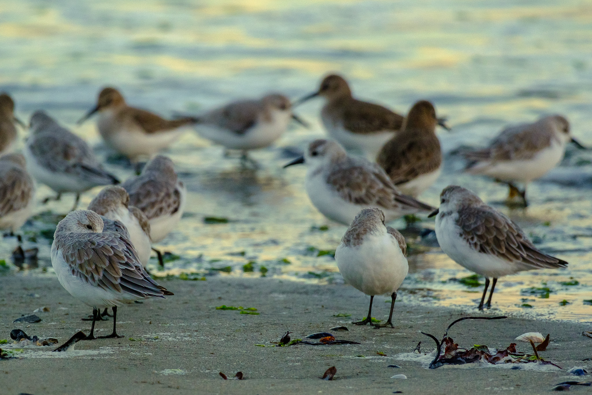 Comptage ornithologique en baie de Saint-Brieuc