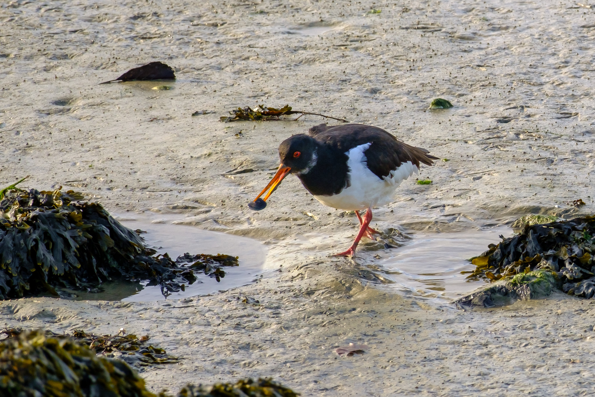 Comptage ornithologique en baie de Saint-Brieuc