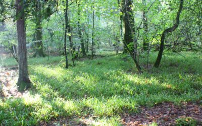 Inventaires naturalistes en forêt de L’Hermitage-Lorge